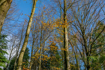 Fototapeta na wymiar Danish beech forest in central Jutland.