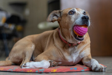 A senior female dog playing with her pink ball. Animal world. Pet lover. Animals defend. Dog lover....