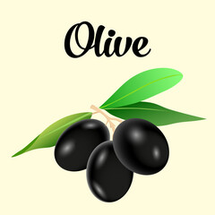 Olives branches with olive's berries