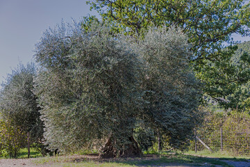 alter Olivenbaum in der Torlana