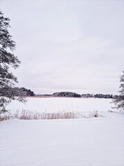 snow covered trees