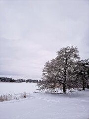 snow covered trees