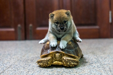 Shiba Inu puppy on African spurred tortoise or Sulcata tortoise.