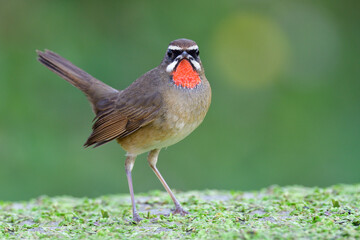 brown bird with red throat straightly look in anger to photographer, male siberian rubythroat