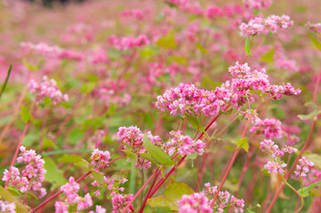 淡路島花さじきにて撮影、10月