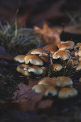 Champignons en forêt