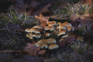 Champignons en forêt