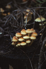 Champignons en forêt