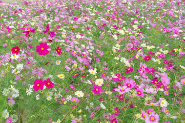 淡路島のコスモス畑