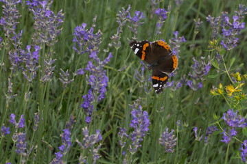 Admiral (Vanessa atalanta)