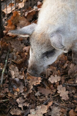 Fototapeta premium cochon laineux