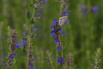Kleiner Sonnenröschen-Bläuling (Aricia agestis)