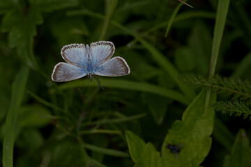 Silbergrüner Bläuling (Polyommatus coridon)