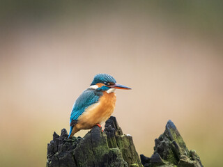 Turquoise and orange female Kingfisher looking into the frame with a centre light and green vignette 