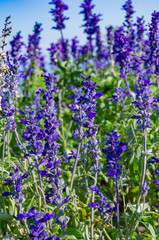 The salvia field is located in Awaji island in Japan