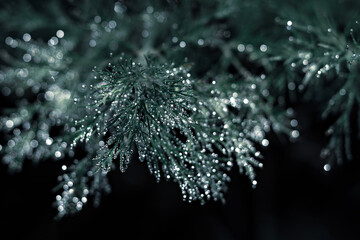 Shiny twig. Christmas Background. Dill in the dew. Sprig of fennel sprinkled with dew. Anethum graveolens. Natural background. A branch with drops of dew. Decor. New Year's car. Christmas. 2023