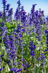 The salvia field is located in Awaji island in Japan