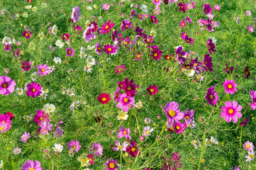 淡路島のコスモス畑