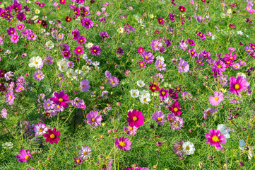 The cosmos field is located in Awaji island in Japan