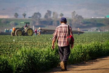 Migrant worker walking on dirt road near a field