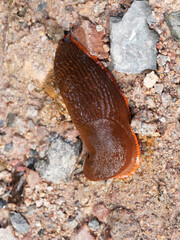 Limace espagnole ou loche méridionale - Arion vulgaris
