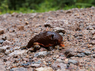 Limace espagnole ou loche méridionale à dos rond  'Arion vulgaris - Arion lusitanicus auct. non Mabille'