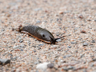 Arion vulgaris | Limace espagnole ou loche méridionale. Limace terrestre au corps brun à noire, dos rond, long et ramassé, paires de tentacules rétractées noires