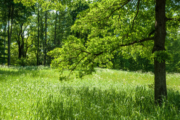 Fototapeta premium Summer landscape on a sunny day. Forest, meadows and blue sky with clouds.