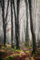 Misty woodland in Dorset uk 