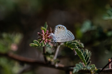 Fototapeta premium Ceraunus Blue Butterfly (Hemiargus ceraunus) Feeding on a Baja Fairy Duster (Calliandra californica) Flower Bud Cluster