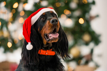 Gordon setter in Christmas time