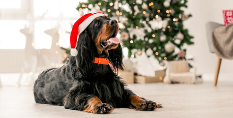 Gordon setter in Christmas time