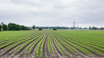 Fototapeta na wymiar Field with young shoots of agricultural crop, agriculture