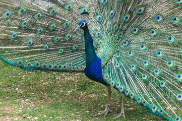 Obraz premium Closeup of male peacock with feathers out 
