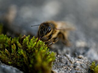 Biene an Moospflanze © Rene