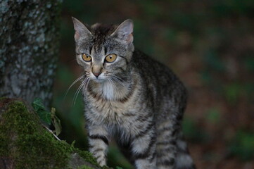 Wilde Katze im Wald