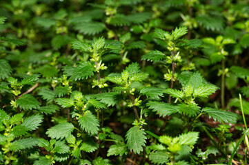 Urtica urens, Ortie brûlante