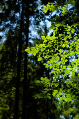 Sun shining on leaves through the trees