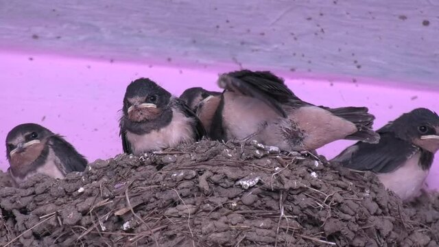 four Small baby birds in our next