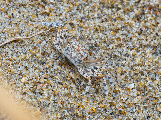 Juvenile Ghost Crab camouflaged in the sand