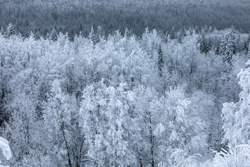Snow covered trees