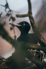 Dryocopus martius on tree