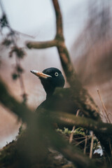 woodpecker on tree
