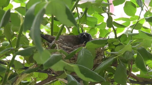 small birds in our next ,with our baby