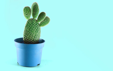 Cactus on a blue Pot isolated on a sky blue background. 