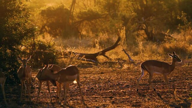 Common Impala grooming in backlit at dusk in Kruger National park, South Africa ; Specie Aepyceros melampus family of Bovidae