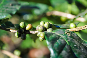 coffee bean or coffee sed ,coffee beans or coffee plant