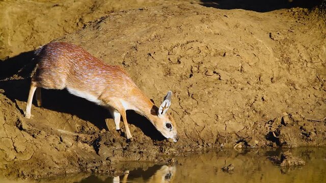 Sharpe grysbok drinking in waterhole in Kruger National park, South Africa ; Specie Raphicerus sharpei family of Bovidae