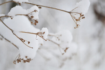 branch with snow