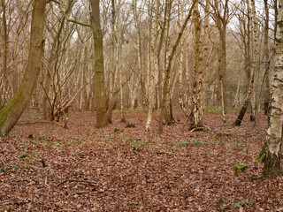 Silver birch trees in a misty wood in winter